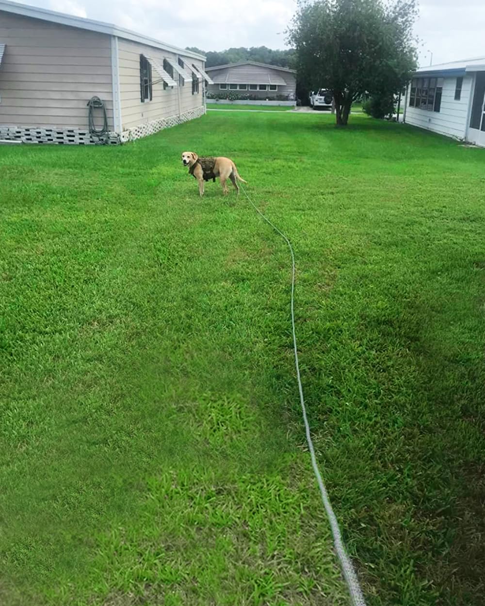 Mycicy Long Dog Leash 12, 15, 22, 30, 50, 75, 100 Ft Long Rope Leash For Dog Training Check Cord Recall Agility Lead For Large M